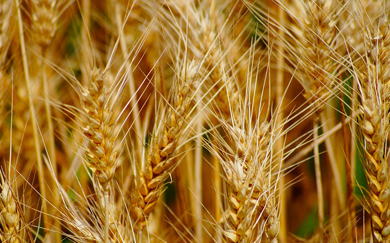 Transport de produits agricoles